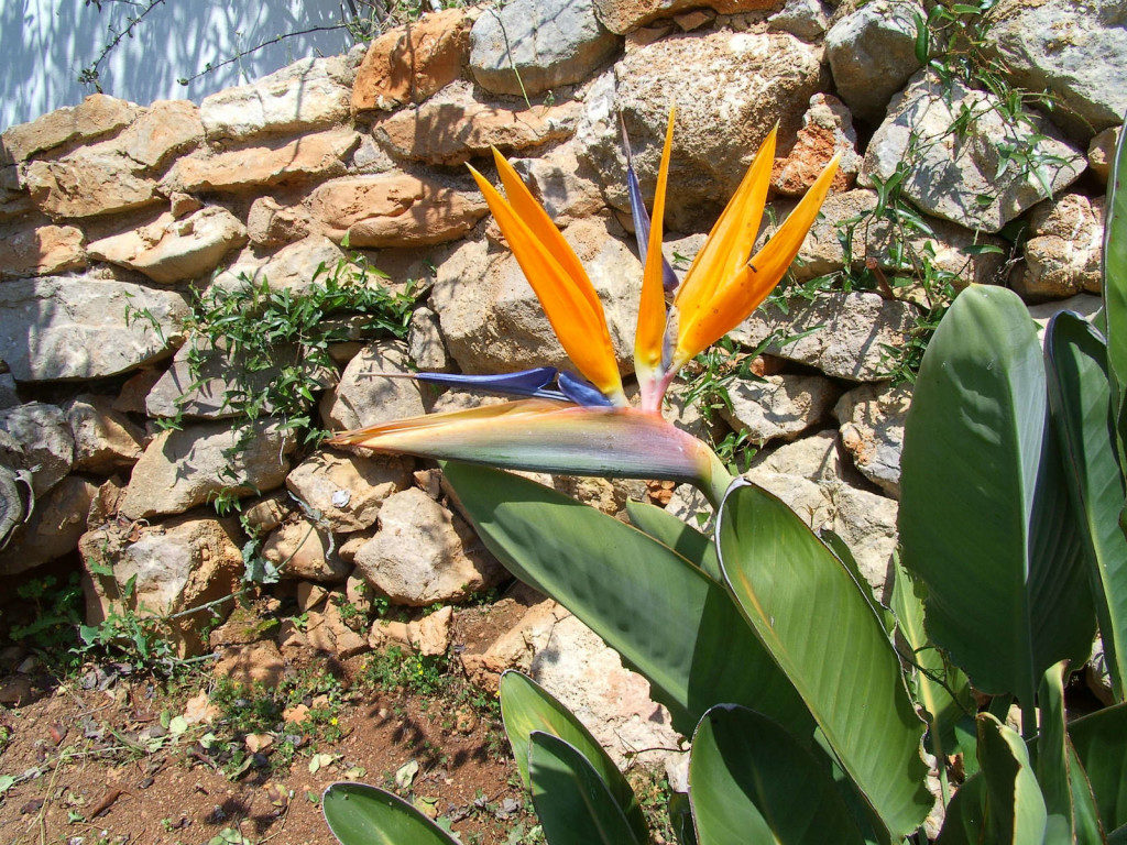 Bird of Paradise in bloom in our gardens